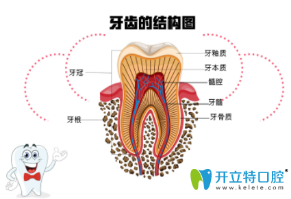 怎么判斷要做根管治療？齲齒傷到牙神經(jīng)的標(biāo)志