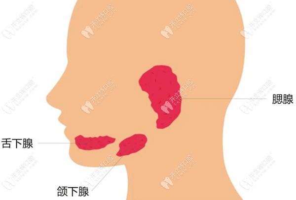 口腔內(nèi)分布著三大涎腺（唾液腺），是腮腺、頜下腺和舌下腺